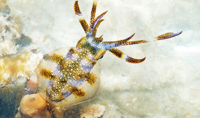Photograph of a bigfin reef squid